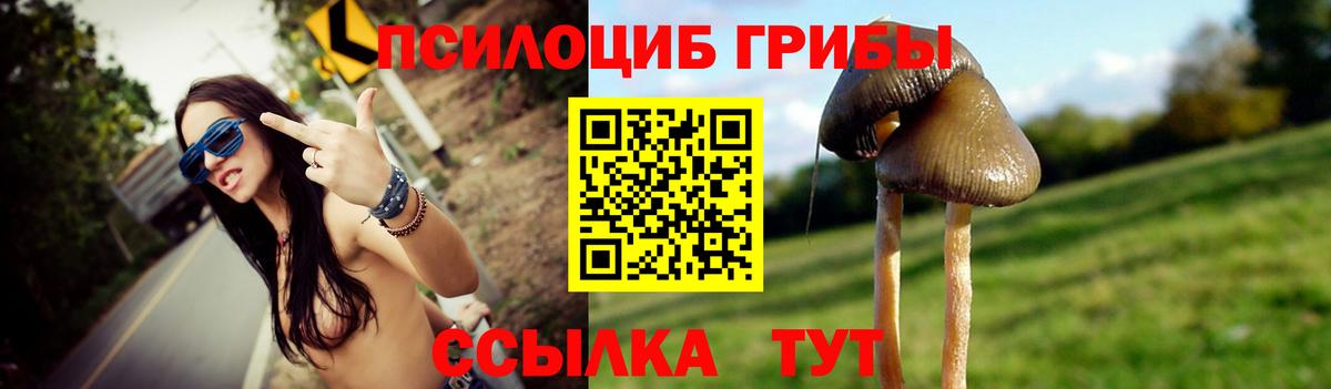 Вятские Поляны  Псилоцибиновые грибы Psilocybe  Вход с VPN 